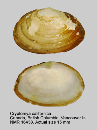 Cryptomya californica.jpg - Cryptomya californica(Conrad,1837)